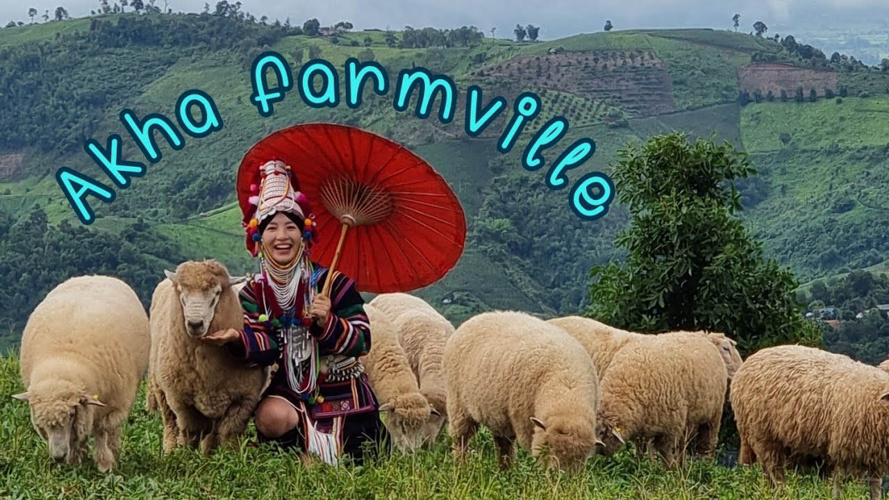 EP.174 พาชมวิวสวยๆกับน้องแกะน่ารักที่ Akha farmville ดอยช้าง.🤍🐑