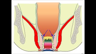 Rectum and Anal canal_ Pelvic Viscera_ Anatomy Book Club