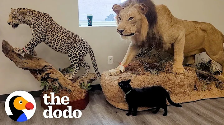 Shelter Cat Works At A Museum Now | The Dodo