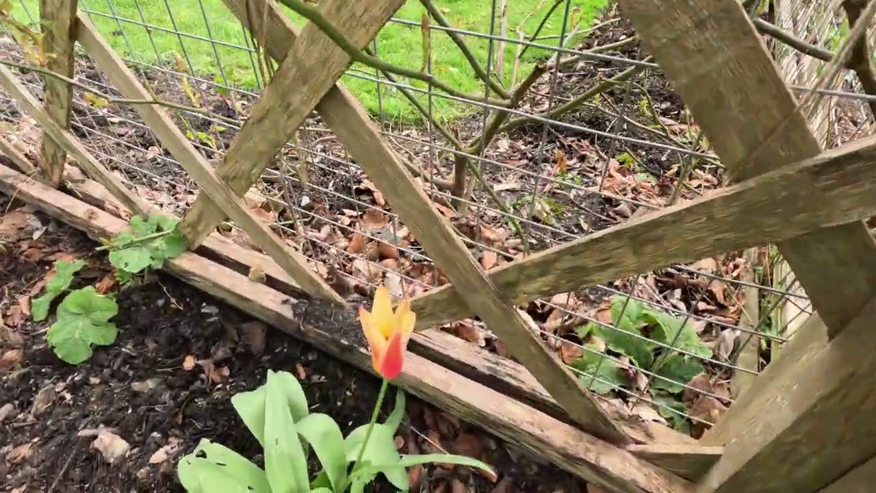 Trerice House and Gardens   March 2025