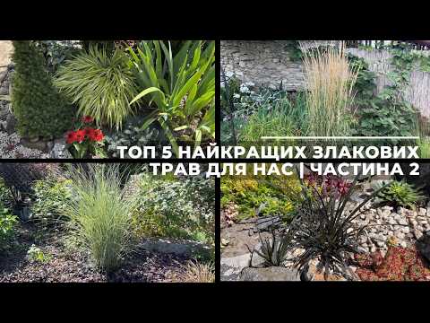 ТОП 5 найкращих злакових трав для нас | Частина 2