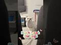 If you’re sad, just watch this cat.😂#funny #cutecats #shorts #petshorts #aww