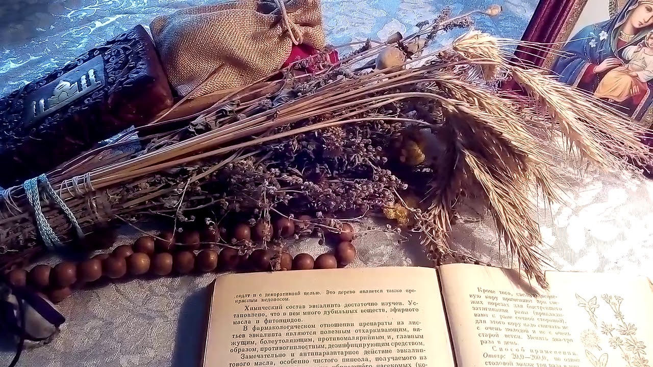 Эвкалипт шариковый, описание и лечебное применение по материалам книги Попова А.П.