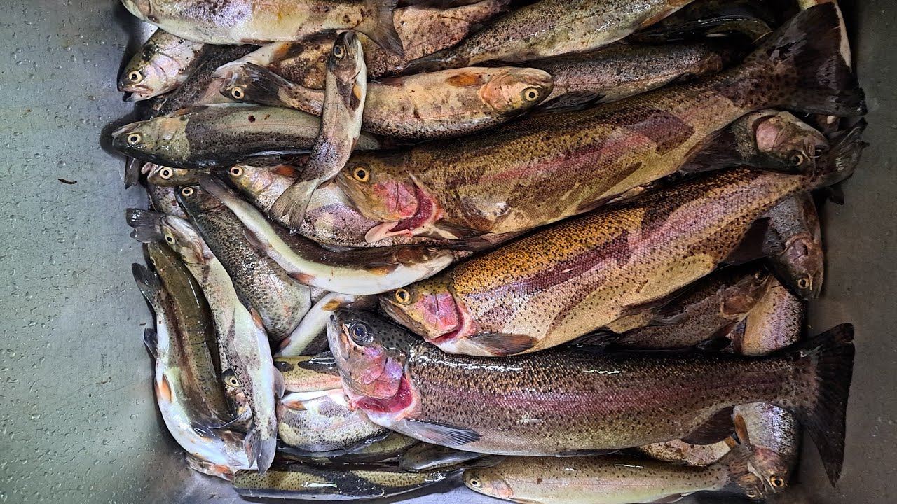 GW明け❗愛好会で行く新東北笹谷渓流釣り　2024.5.7