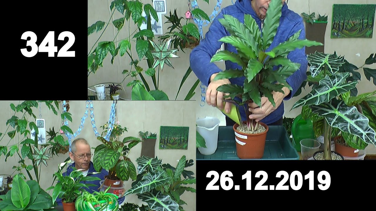 Calathea Umtopfen Und Vermehren Erkenntnisse Gesammelt Und Die Alocasia Im Mineralischen Substrat Youtube