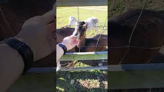 Goats With No Ears -  Lamancha