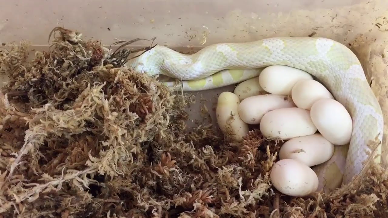 コーンスネーク の飼い方