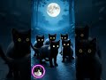 Dance in the night so free Spin, spin, little kitten #catdance #blackcat #gatospretos #gatos