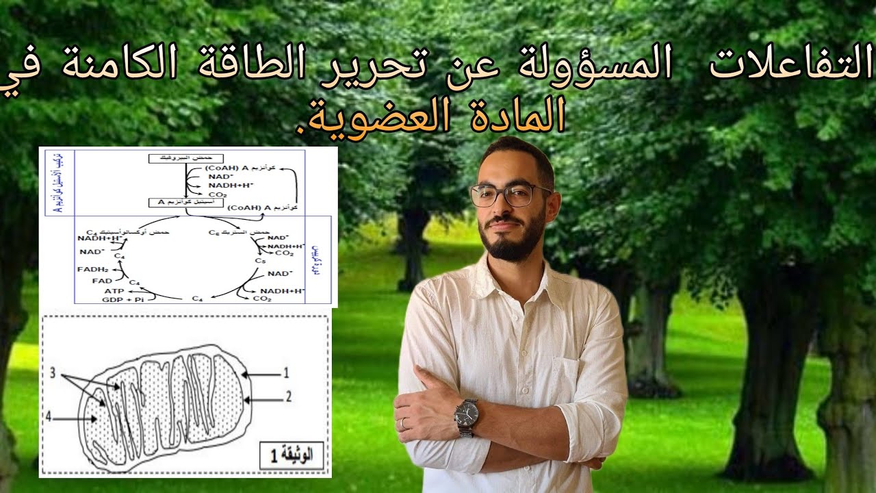 ملخص الفصل 1 :التفاعلات المسؤولة عن تحرير الطاقة الكامنة في المادة العضوية