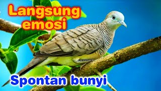 Download lagu Masteran perkutut tembakan rapat full power bikin emosi