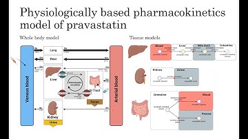 A physiologically based pharmacokinetic (PBPK) model of pravastatin