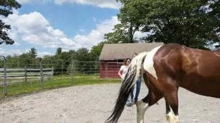 Chris Irwin round pen instruction