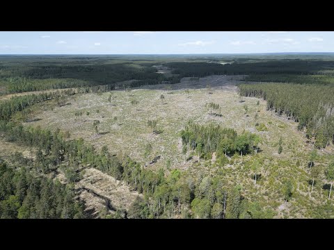 'It's a carbon bomb': Exploring Sweden's foresting industry