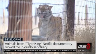 What Happened to The Tigers? The Animals Rescued from Joe Exotic's Zoo | Court TV LIVE