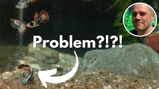 Why Is My Guppy Laying On The Bottom Of The Tank? 8 Reasons Your Guppy Is Laying On The Substrate