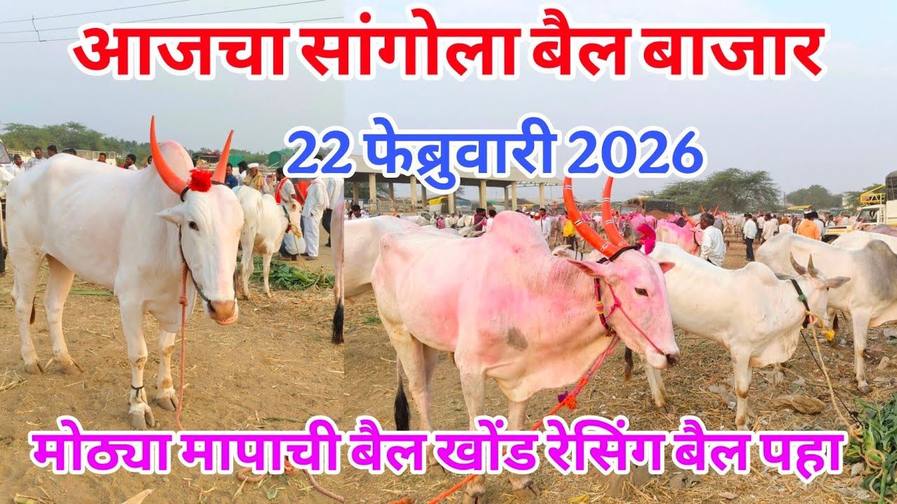 आजचा सांगोला खिल्लार बैल बाजार 22 फेब्रुवारी 2026 #khillar_bajar #खिल्लार_गाई_बाजार #sangola_bazar 
