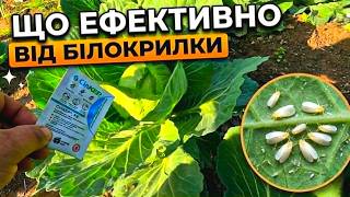 Білокрилка на капусті: Чим КРОПИТИ, щоб врятувати врожай?