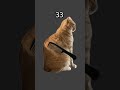 Cat🐱