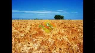 Алибек ДНИШЕВ - Пшеница золотая