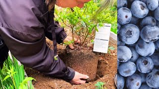 Growing Delicious Blueberries: Planting Your Own Blueberry Bushes!