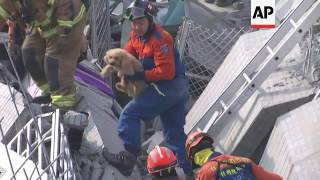 Raw: Dog Rescued From Rubble After Taiwan Quake