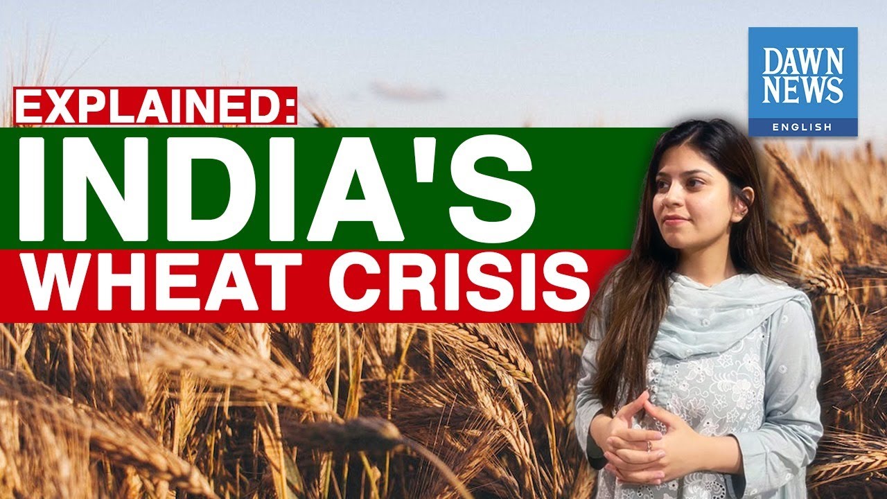 India’s Wheat Crisis Explained | Dawn News English - DAWN.COM