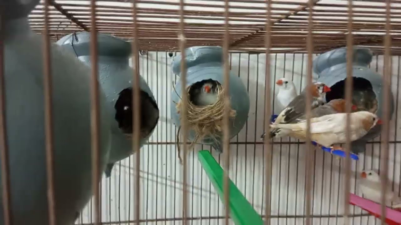 معلومات عن تربيه جماعية لطائر زيبرا وتربيه الفرديه وايهما افضل