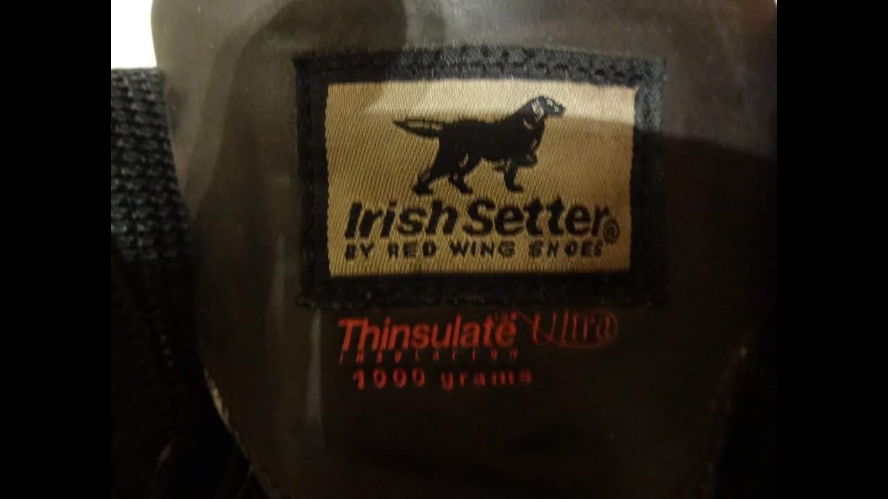 irish setter 818