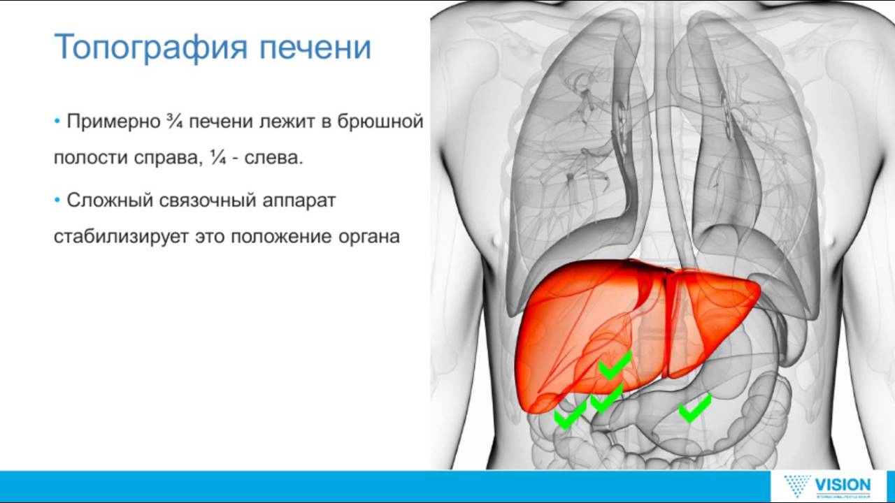 Правая граница печени. Печень топографическая анатомия человека. Топография печени голотопия. Топография печени скелетотопия. Топографические границы печени.