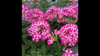 видео: Обзор сортов моих вегетативных вербен. картинка: Обзор сортов моих вегетативных вербен.