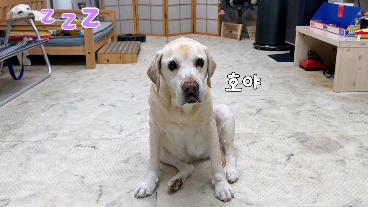 15살 리트리버 노령견을 위해 계단 대신 경사로를 만들었습니다