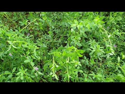 Video: Mengawal Tumbuhan Rumput Salib - Ketahui Cara Mengenali Rumput Salib