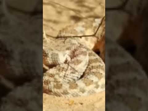 صراع البقاء في الصحراء الكبرى ثعلب الفنك والأفعى Documentary وثائقي Desert Animals 