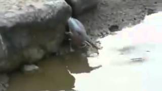 Who Said You Are Smart?ወፍዬ