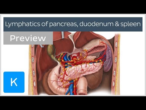 Lymphatics of the pancreas, duodenum and spleen (preview) - Human Anatomy | Kenhub