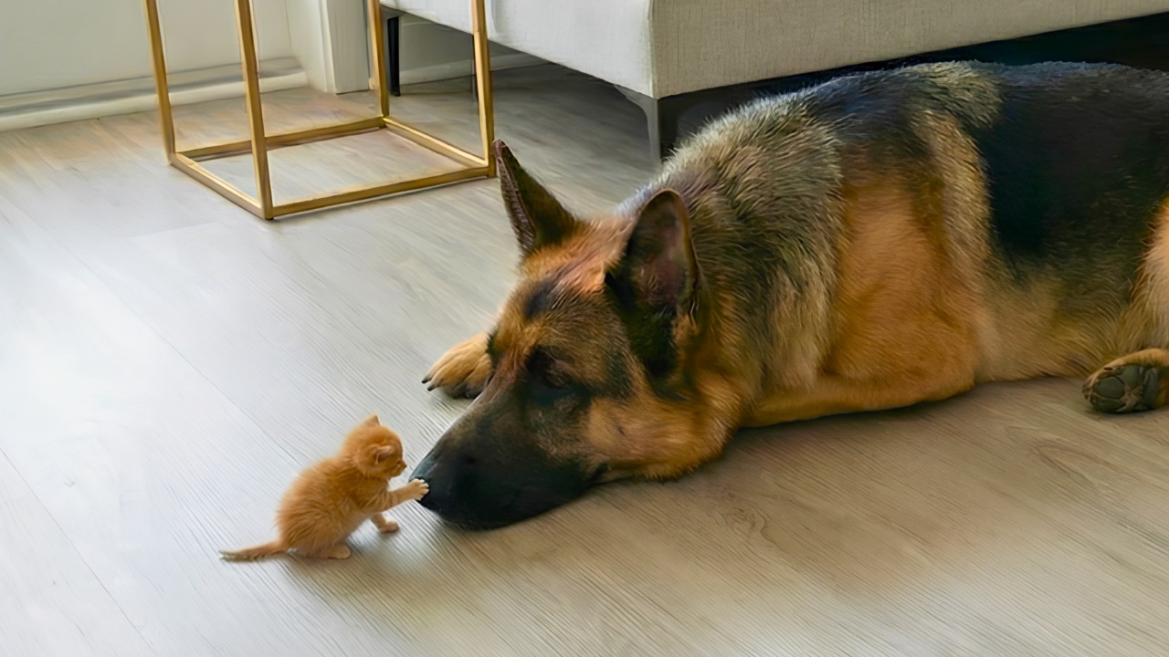 Гигантские собаки, которые влюбились в крошечных котят с первого взгляда – Дружба кошек и собак