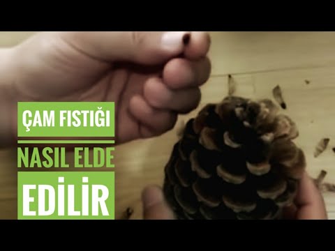 Video: Çam Fıstığı Hasadı - Çam Fıstığı Yetiştirme ve Hasat Etme İpuçları