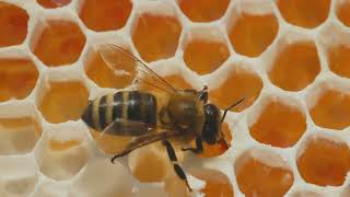 Discover the mystery-to-science story of hexagons in the honeycomb 