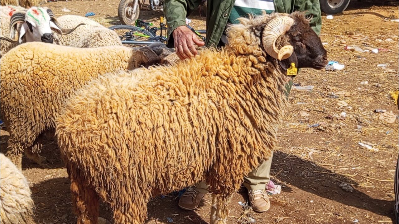 سوق اربعاء مكناس اتمنة حولي بركي نوع ممتاز