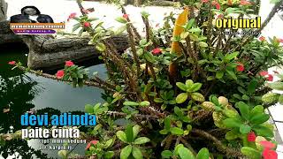 PAITE CINTA - DEVI ADINDA