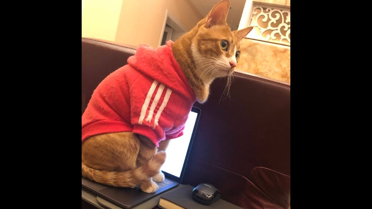 three top players on asia6