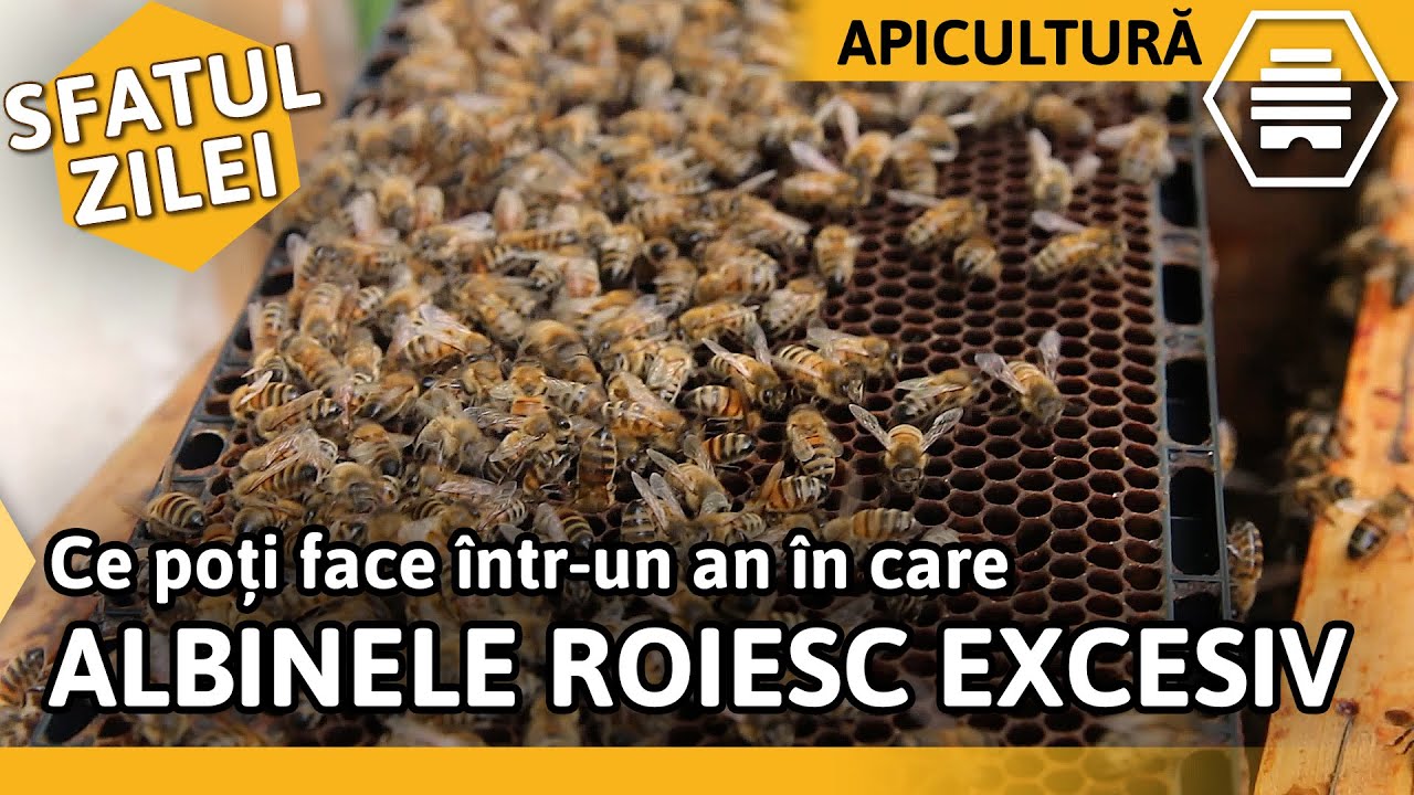 Ce poți face într-un an în care ALBINELE ROIESC EXCESIV [Sfatul zilei]