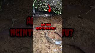 WHAT'S THAT SPYING... - CHANNA FISH #shorts #channa #limbata #viral