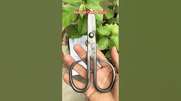 Kéo Cắt Cành Bonsai Nhật. #keocatcanh #keocatcanhbonsai #keocatcanhbonsainha #cagobonsai