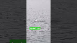 Ano kaya Yun nasa Gitna ng tubig? #shorts