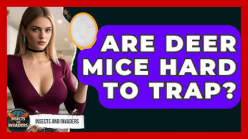 Are Deer Mice Hard To Trap? - Insects and Invaders