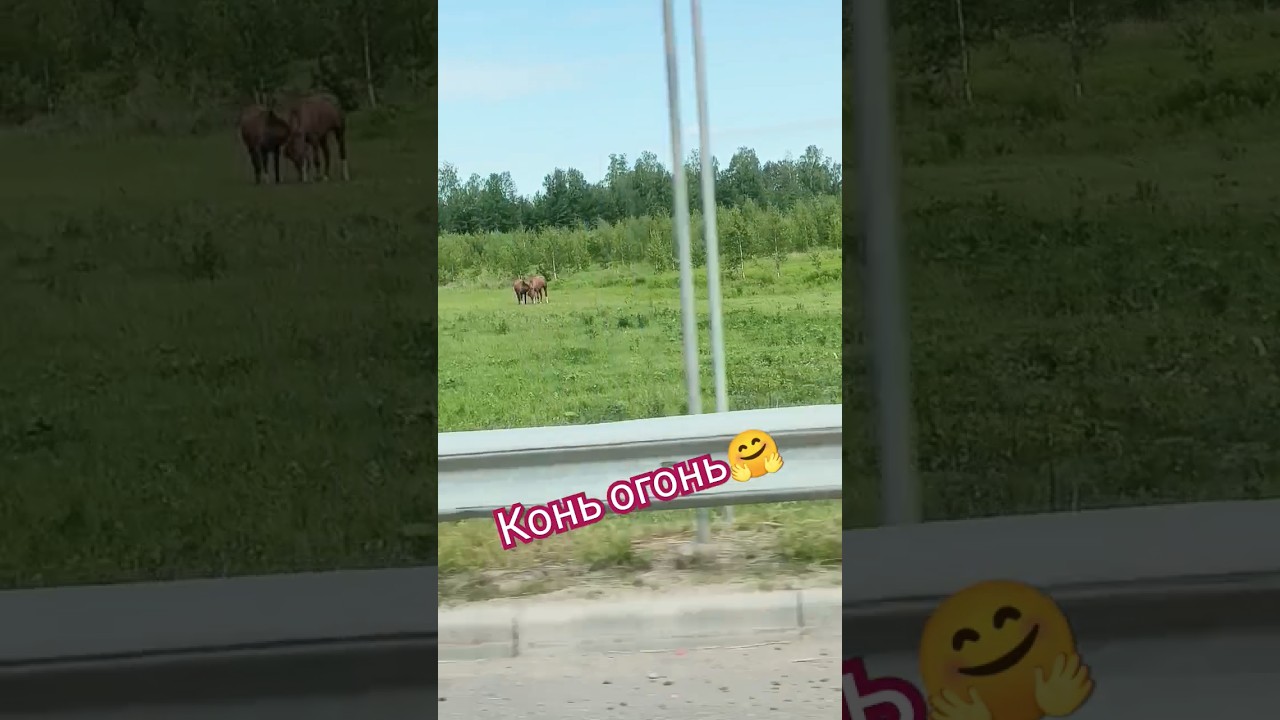 конь огонь #лошади #корова #конь #луг #прогулка #утровбольшомгороде # ...