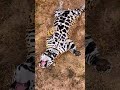 Jaguar Belly Pats! STUNNING