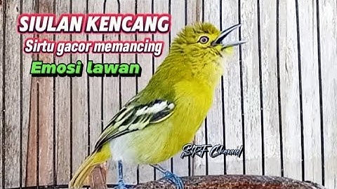 SIULAN KENCENG BURUNG SIRTU 100% ampuh UNTUK NGETES MENTAL#sirtugacor @srfchannel3881