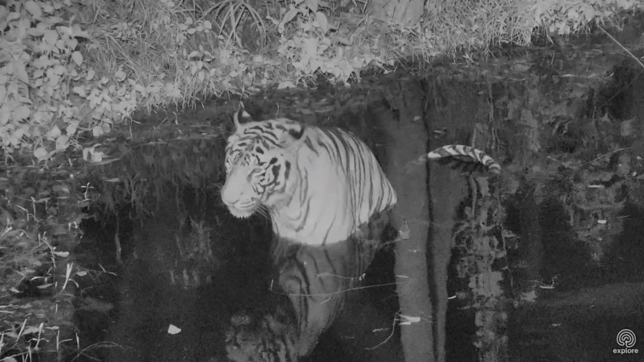 rescue dogs rock nyc Late Night Tiger Swim - Good Night! Hoover enjoys a late night swim.